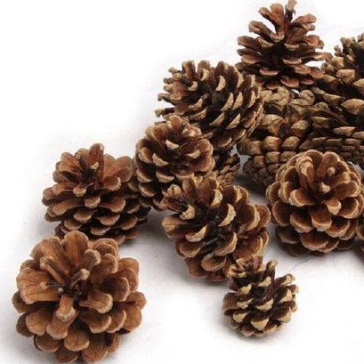 BLACK PINE CONES