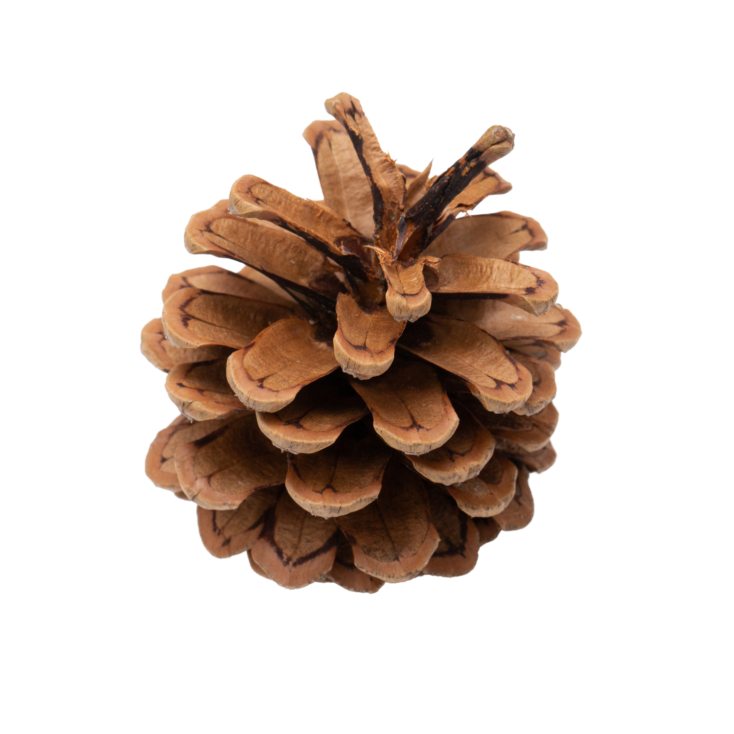 BLACK PINE CONES