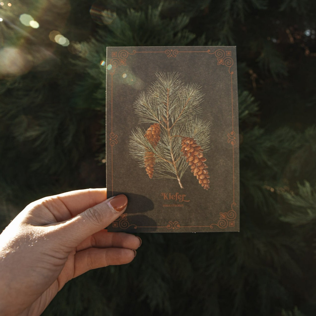 POSTCARD PINE