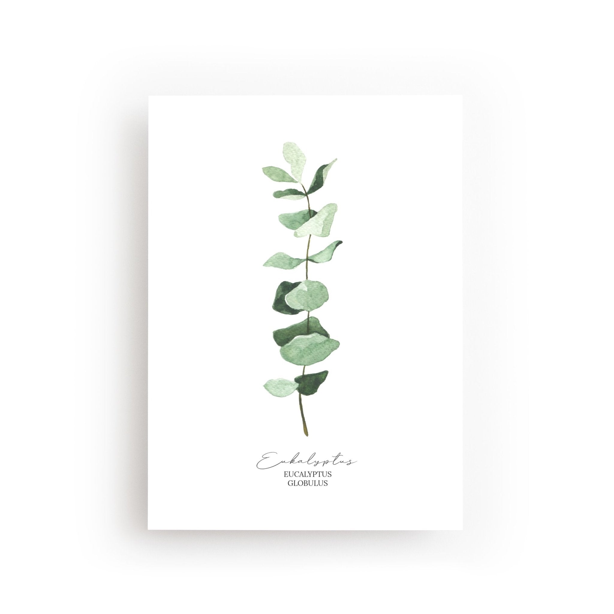 POSTKARTE EUKALYPTUS - FLEURISCOEUR-